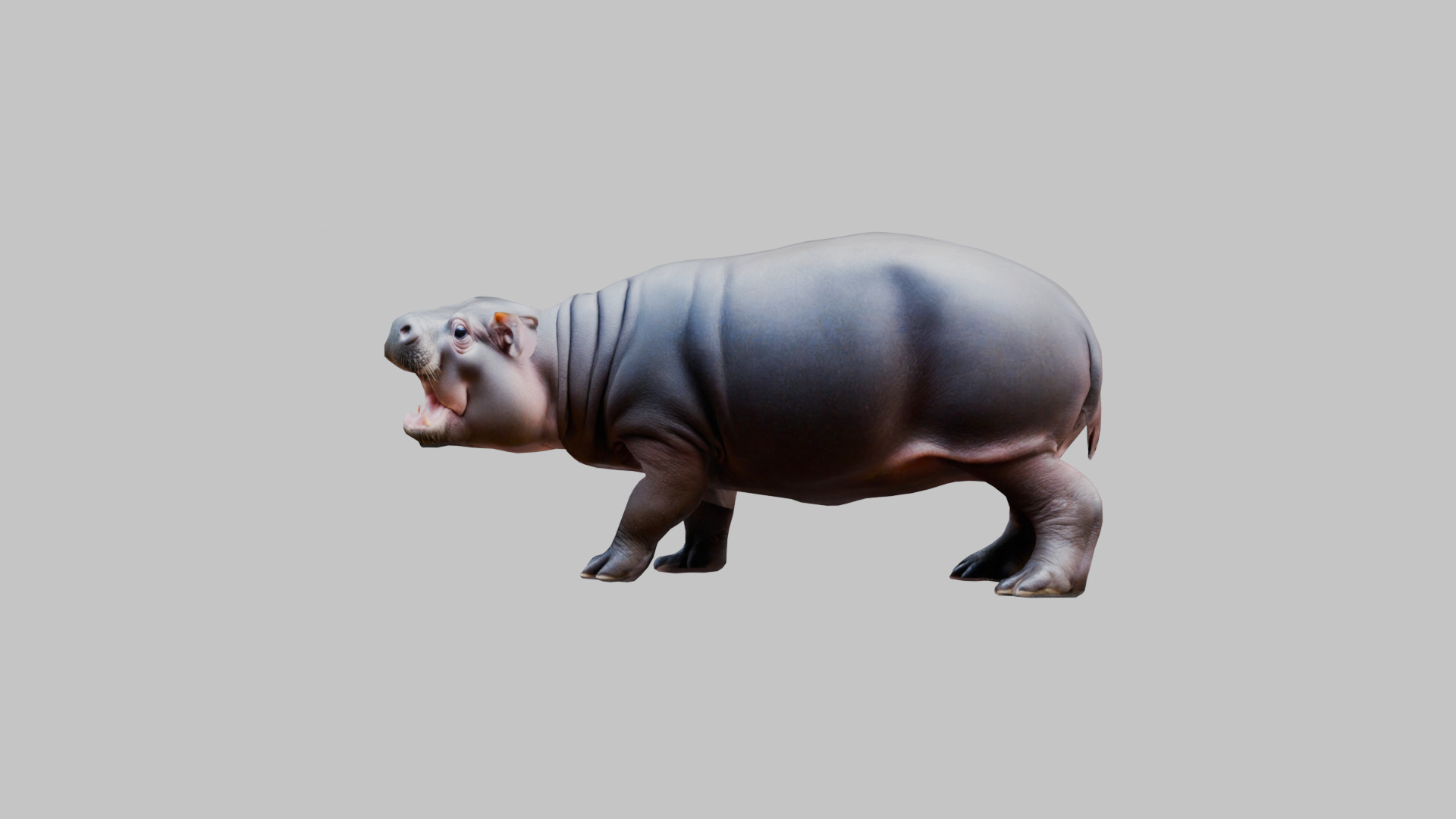 Cute Baby Hippo Roaring 3D Model Low-poly 3D model_7