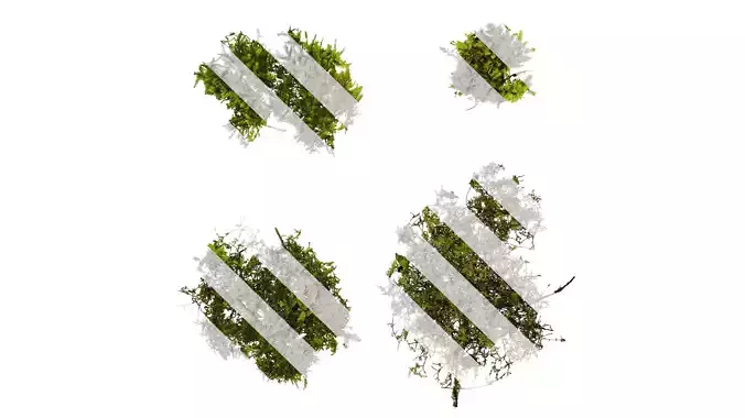 Anydrafts Bryophytes Atlas 04