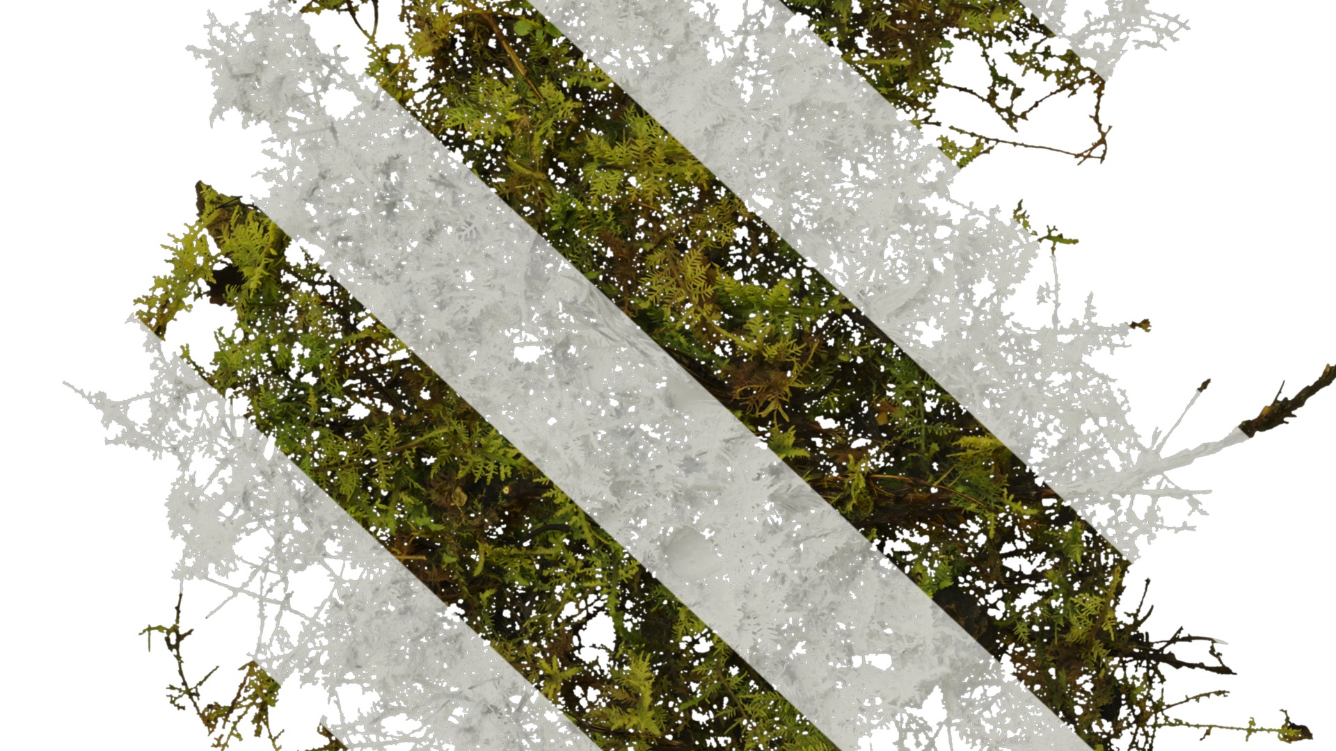 Anydrafts Bryophytes Atlas 04 Texture_6