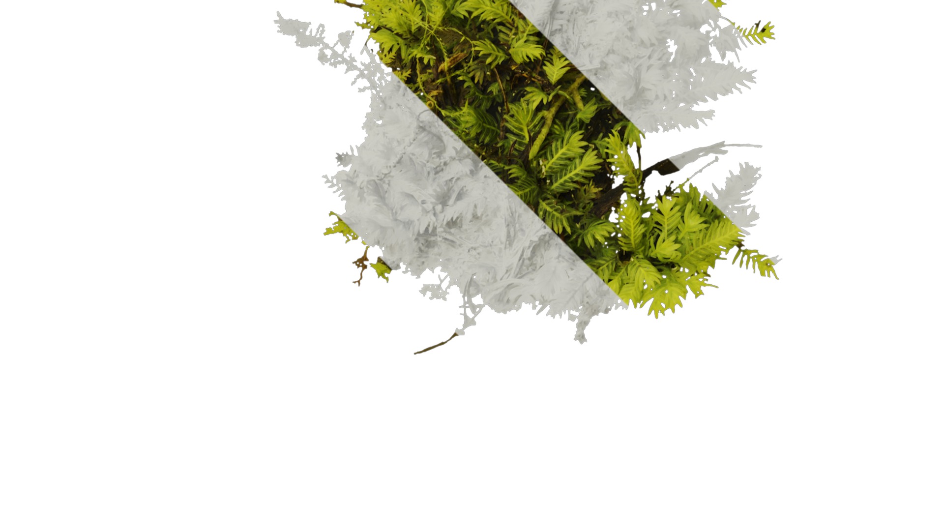 Anydrafts Bryophytes Atlas 04 Texture_2