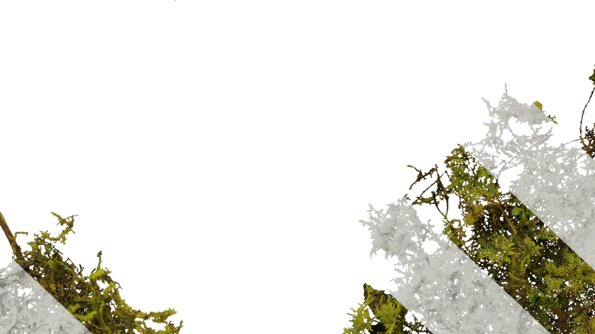 Anydrafts Bryophytes Atlas 04 Texture_7