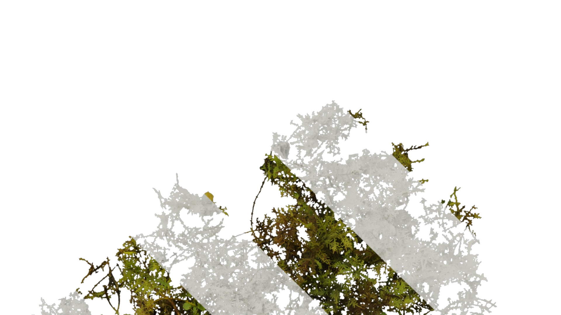 Anydrafts Bryophytes Atlas 04 Texture_4