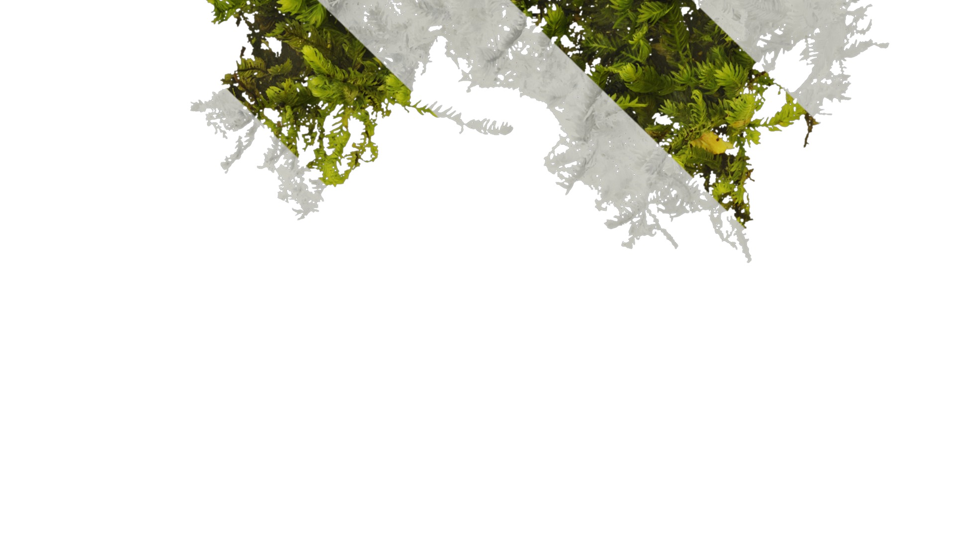 Anydrafts Bryophytes Atlas 04 Texture_3