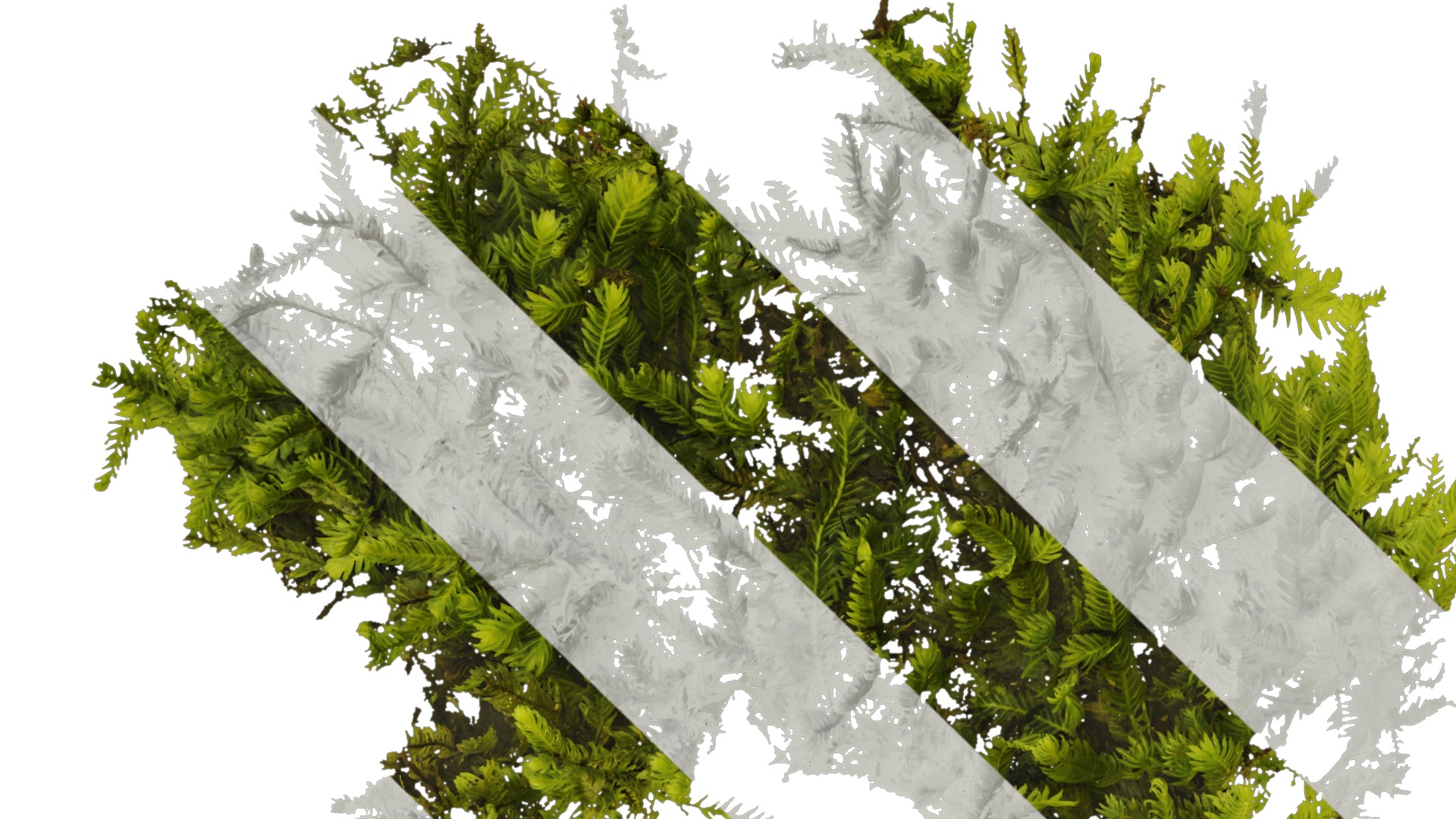 Anydrafts Bryophytes Atlas 04 Texture_1