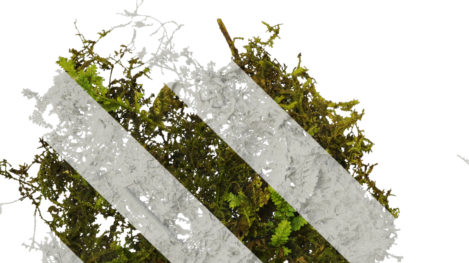 Anydrafts Bryophytes Atlas 04 Texture_5