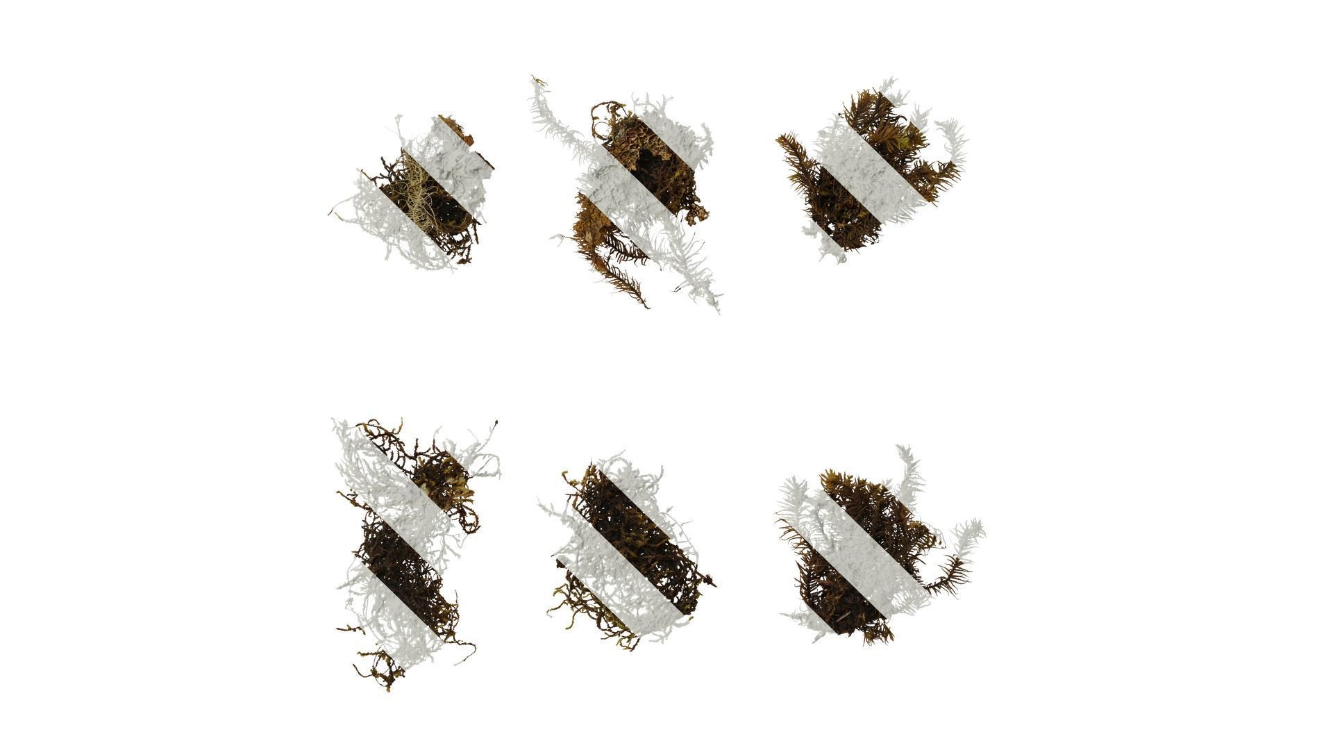 Anydrafts Bryophytes Atlas 08 Texture