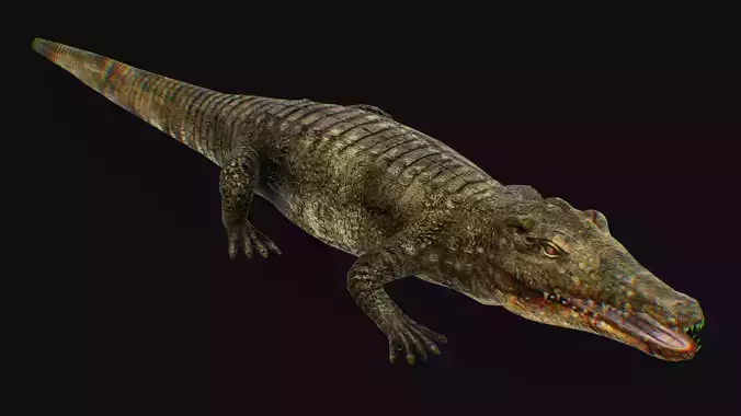 Alligator Green Crocodile Chinese American Reptile Animal