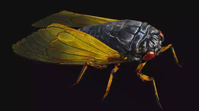 Cicada Insect Realistic Asian Bug Lowpoly Animated Low-poly 3D model