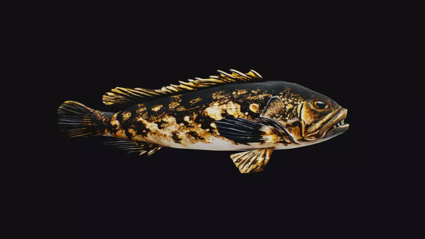 Freshwater Fish Animated Carp Largemouth Bass Smallmouth Perch Low-poly 3D model_0