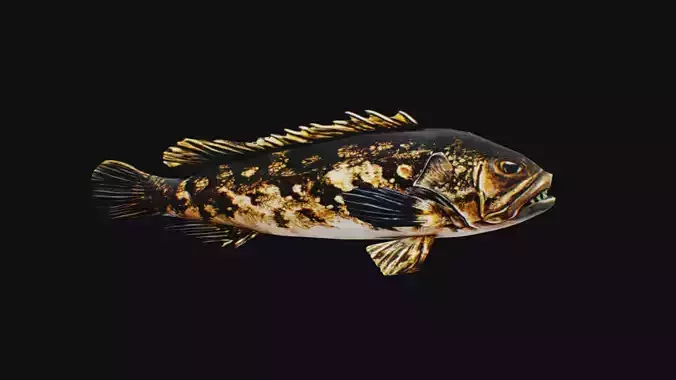 Freshwater Fish Animated Carp Largemouth Bass Smallmouth Perch Low-poly 3D model
