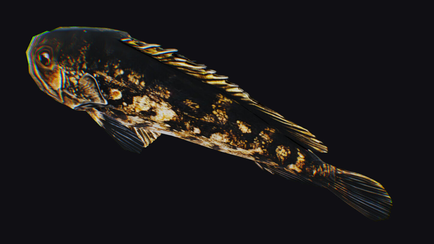 Freshwater Fish Animated Carp Largemouth Bass Smallmouth Perch Low-poly 3D model_11