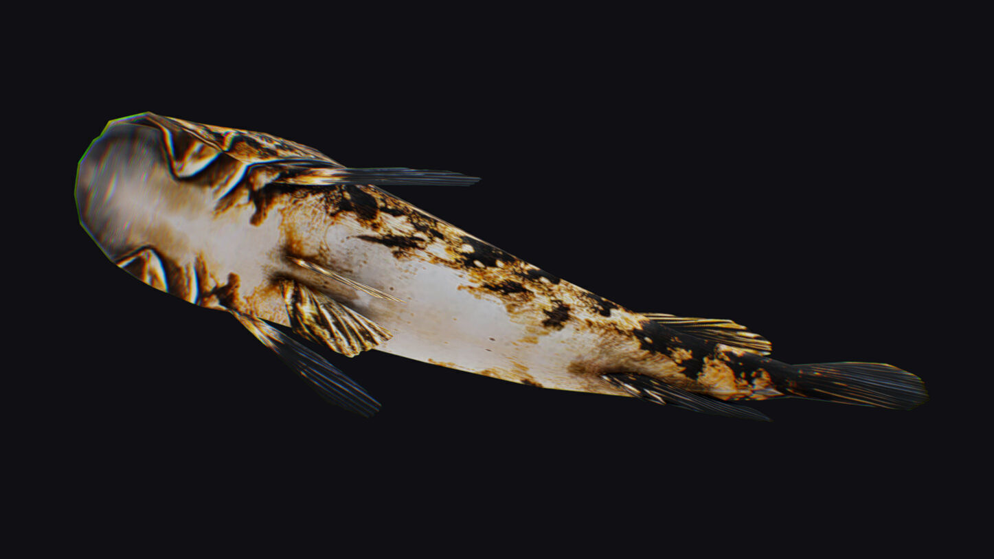 Freshwater Fish Animated Carp Largemouth Bass Smallmouth Perch Low-poly 3D model_7