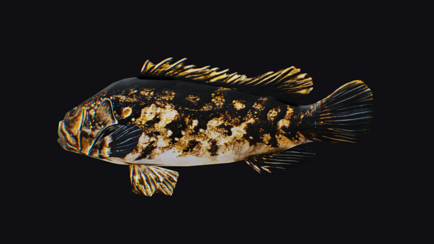 Freshwater Fish Animated Carp Largemouth Bass Smallmouth Perch Low-poly 3D model_10