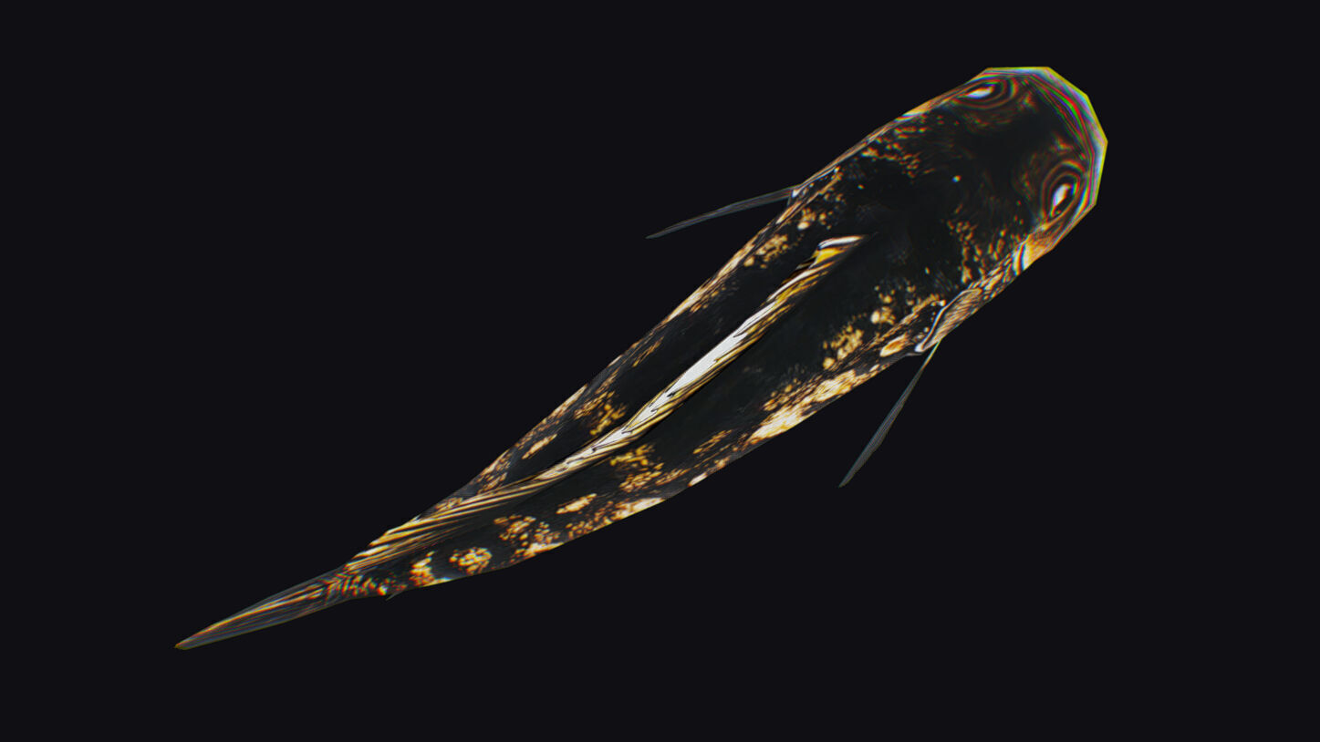 Freshwater Fish Animated Carp Largemouth Bass Smallmouth Perch Low-poly 3D model_13