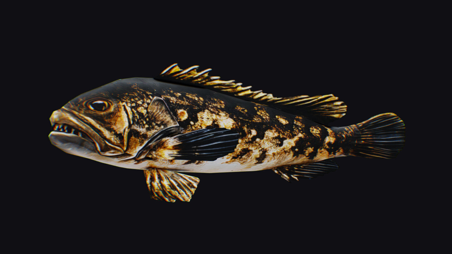 Freshwater Fish Animated Carp Largemouth Bass Smallmouth Perch Low-poly 3D model_6