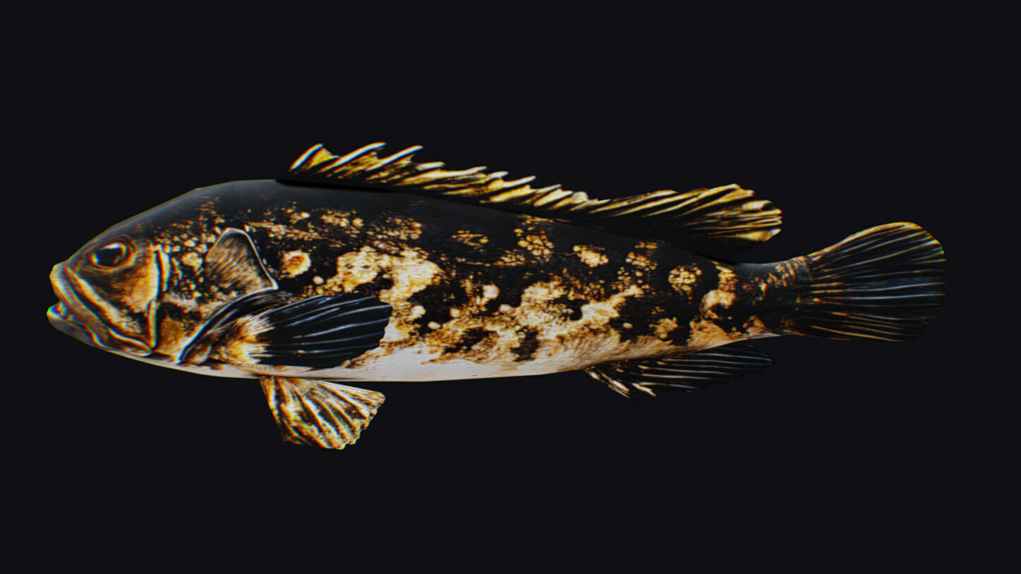 Freshwater Fish Animated Carp Largemouth Bass Smallmouth Perch Low-poly 3D model_9