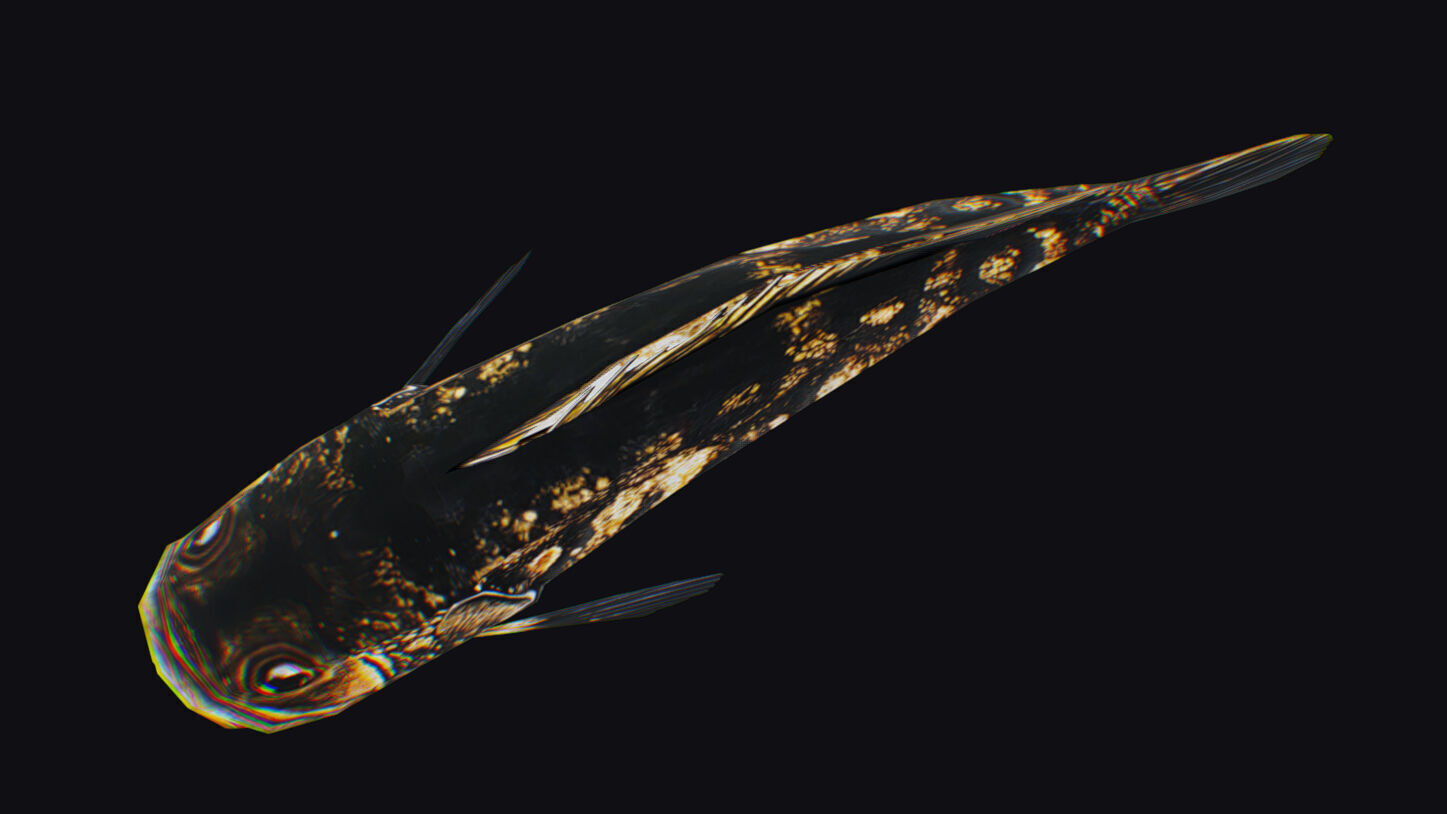 Freshwater Fish Animated Carp Largemouth Bass Smallmouth Perch Low-poly 3D model_8