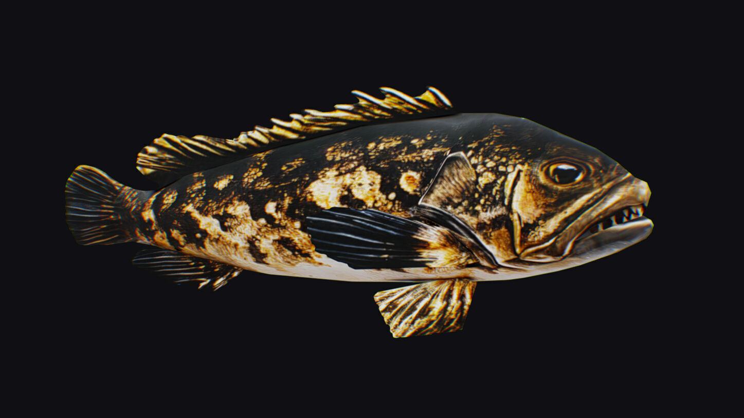 Freshwater Fish Animated Carp Largemouth Bass Smallmouth Perch Low-poly 3D model_2