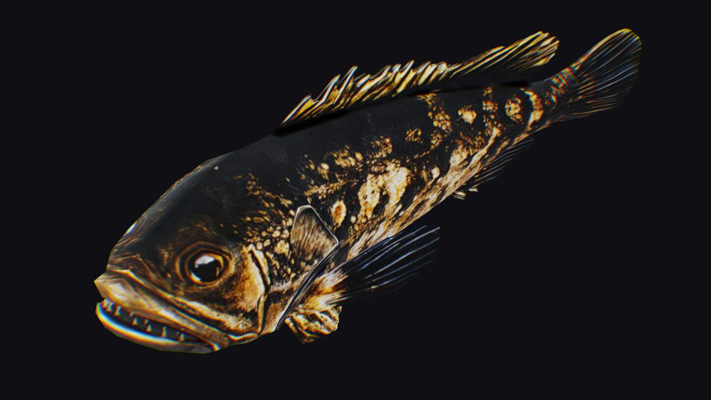 Freshwater Fish Animated Carp Largemouth Bass Smallmouth Perch Low-poly 3D model_5