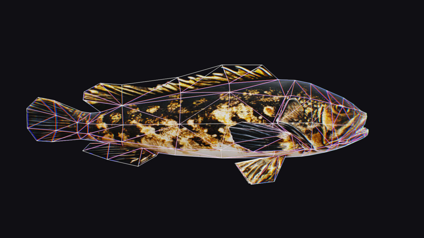 Freshwater Fish Animated Carp Largemouth Bass Smallmouth Perch Low-poly 3D model_14