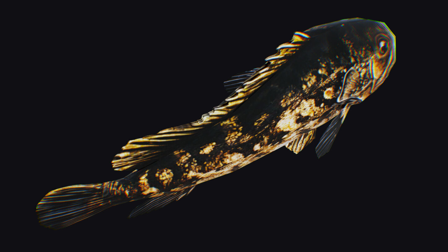 Freshwater Fish Animated Carp Largemouth Bass Smallmouth Perch Low-poly 3D model_12