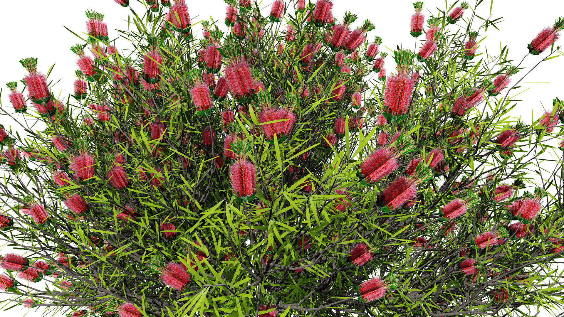 Australian Bottlebrush Trees Low-poly 3D model_5