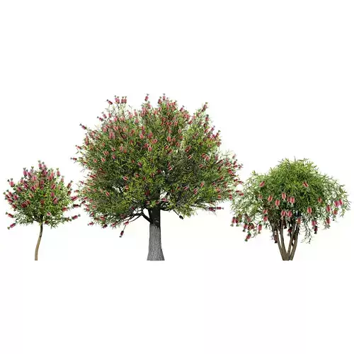 Australian Bottlebrush Trees Low-poly 3D model Australian Bottlebrush Trees Low-poly 3D model