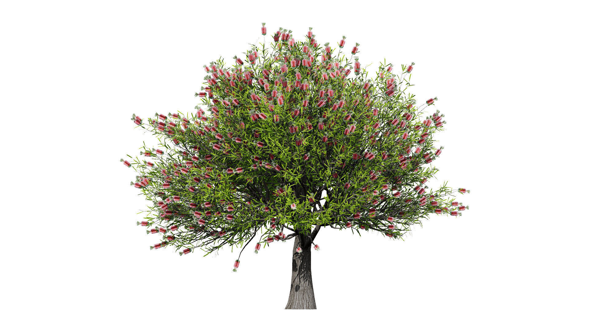 Australian Bottlebrush Trees Low-poly 3D model_4