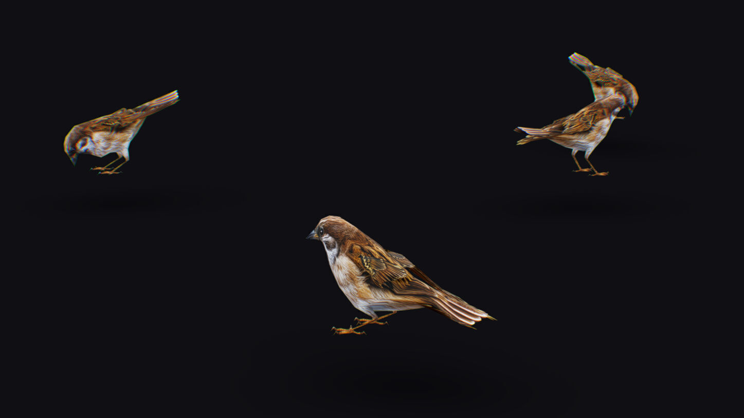 Realistic Sparrow Flock Animated Bird Swarm Shoal Birds Low-poly 3D model_11