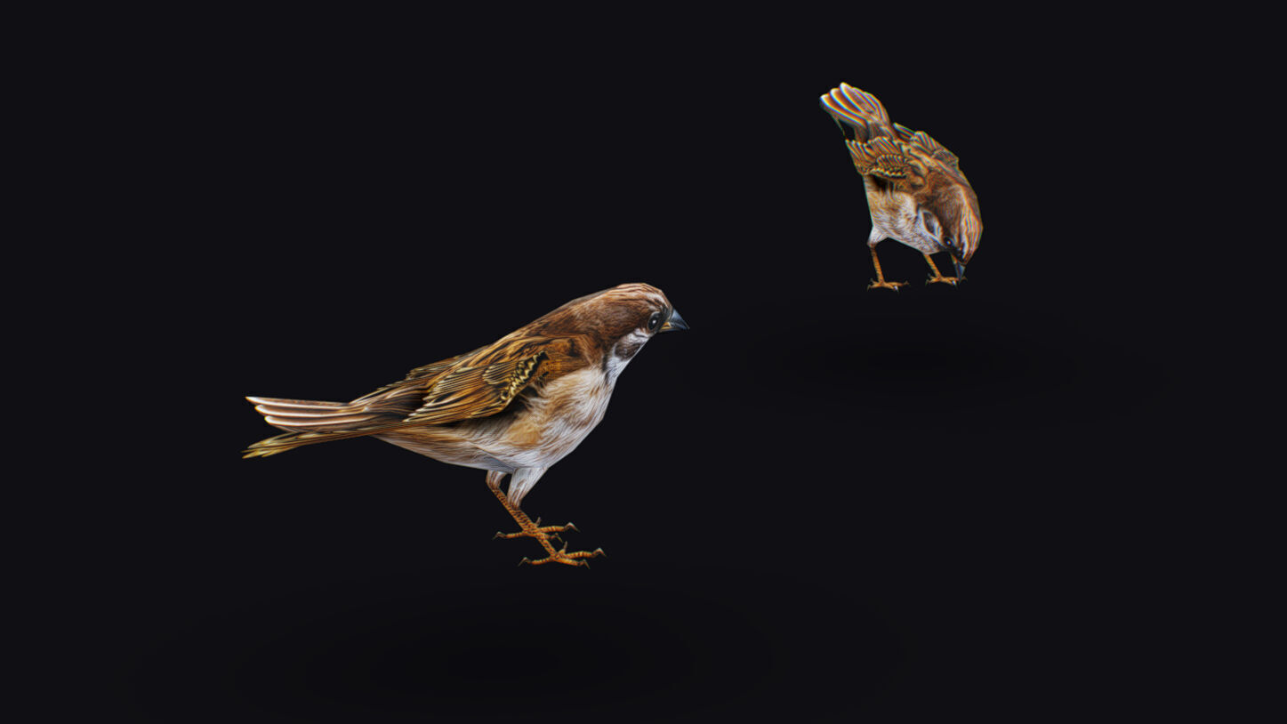 Realistic Sparrow Flock Animated Bird Swarm Shoal Birds Low-poly 3D model_12