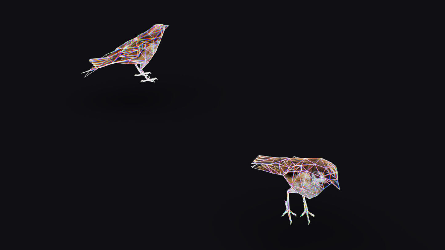 Realistic Sparrow Flock Animated Bird Swarm Shoal Birds Low-poly 3D model_17