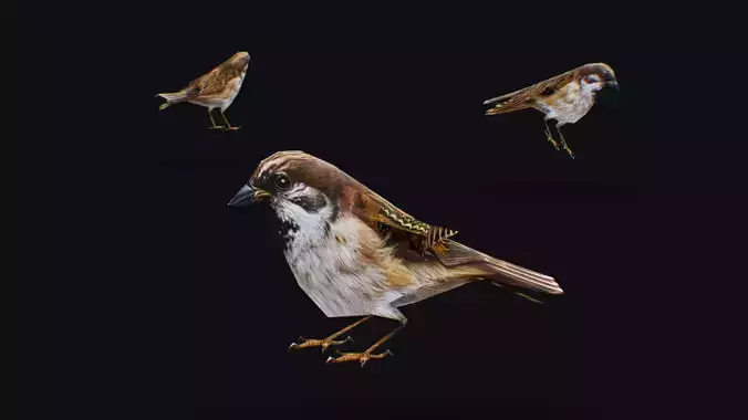 Realistic Sparrow Flock Animated Bird Swarm Shoal Birds