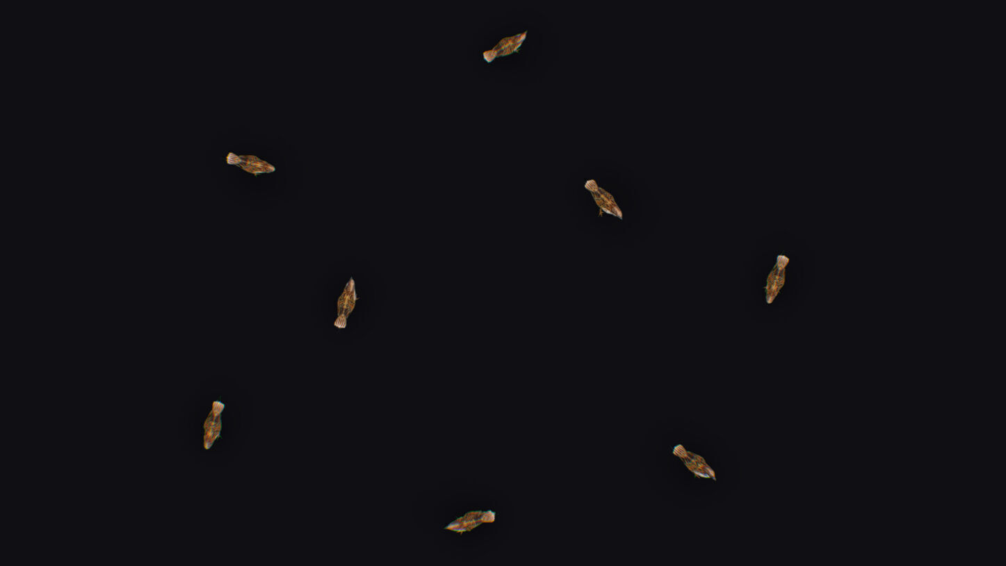 Realistic Sparrow Flock Animated Bird Swarm Shoal Birds Low-poly 3D model_14