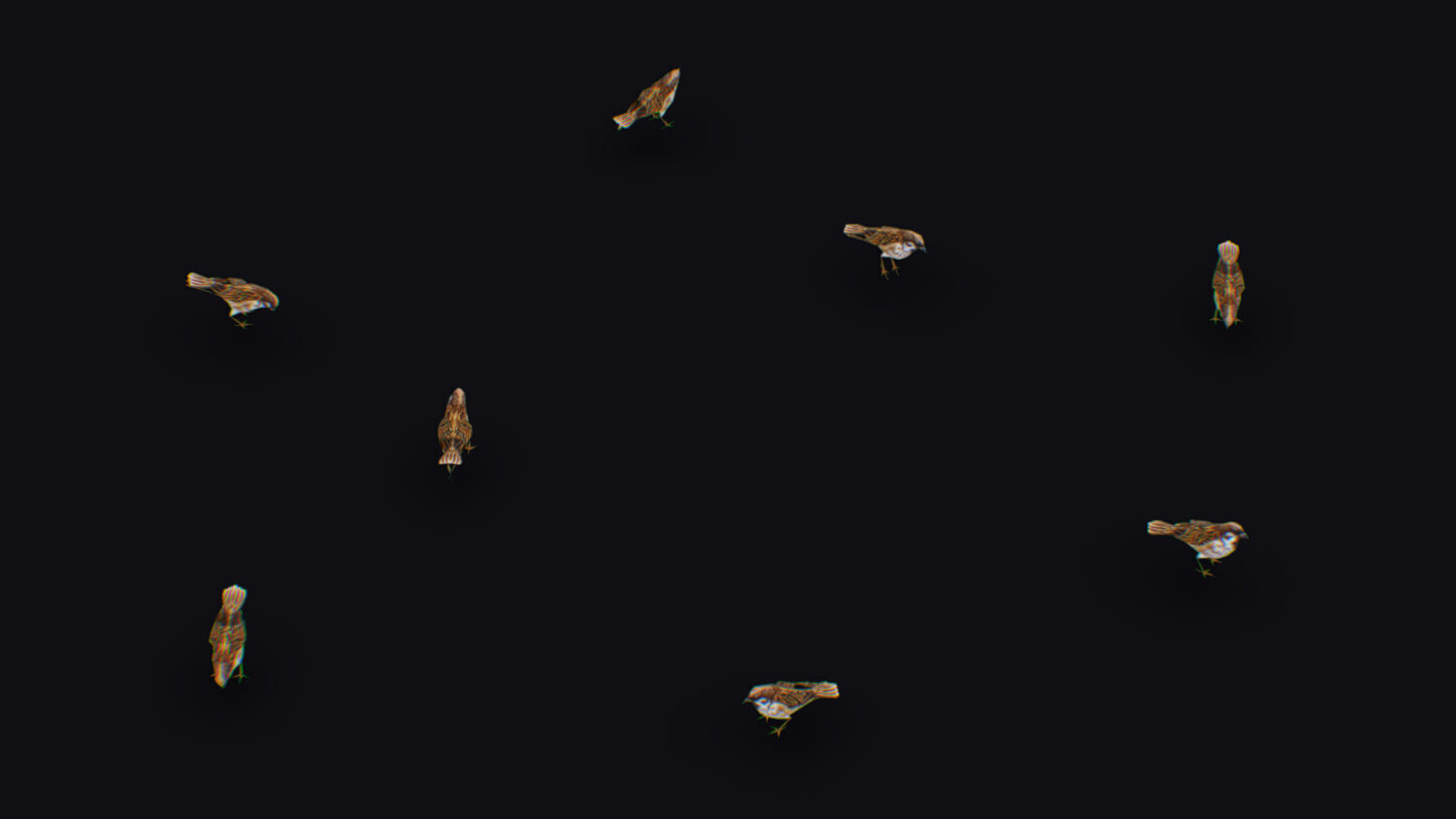 Realistic Sparrow Flock Animated Bird Swarm Shoal Birds Low-poly 3D model_1