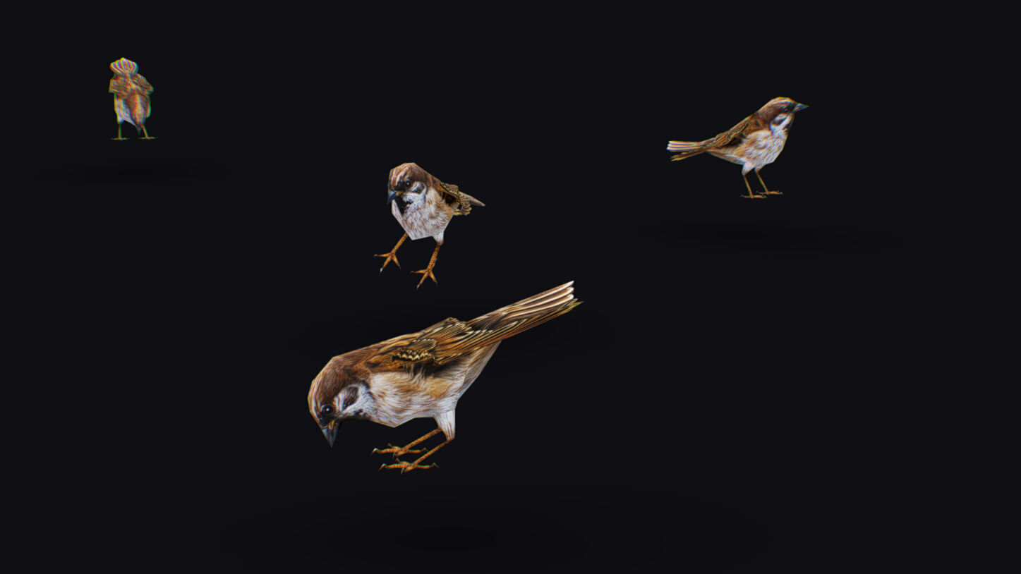 Realistic Sparrow Flock Animated Bird Swarm Shoal Birds Low-poly 3D model_9
