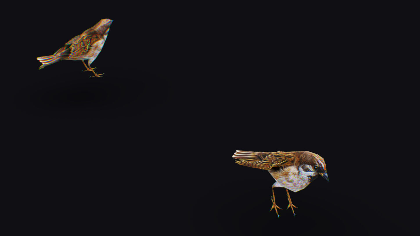 Realistic Sparrow Flock Animated Bird Swarm Shoal Birds Low-poly 3D model_13