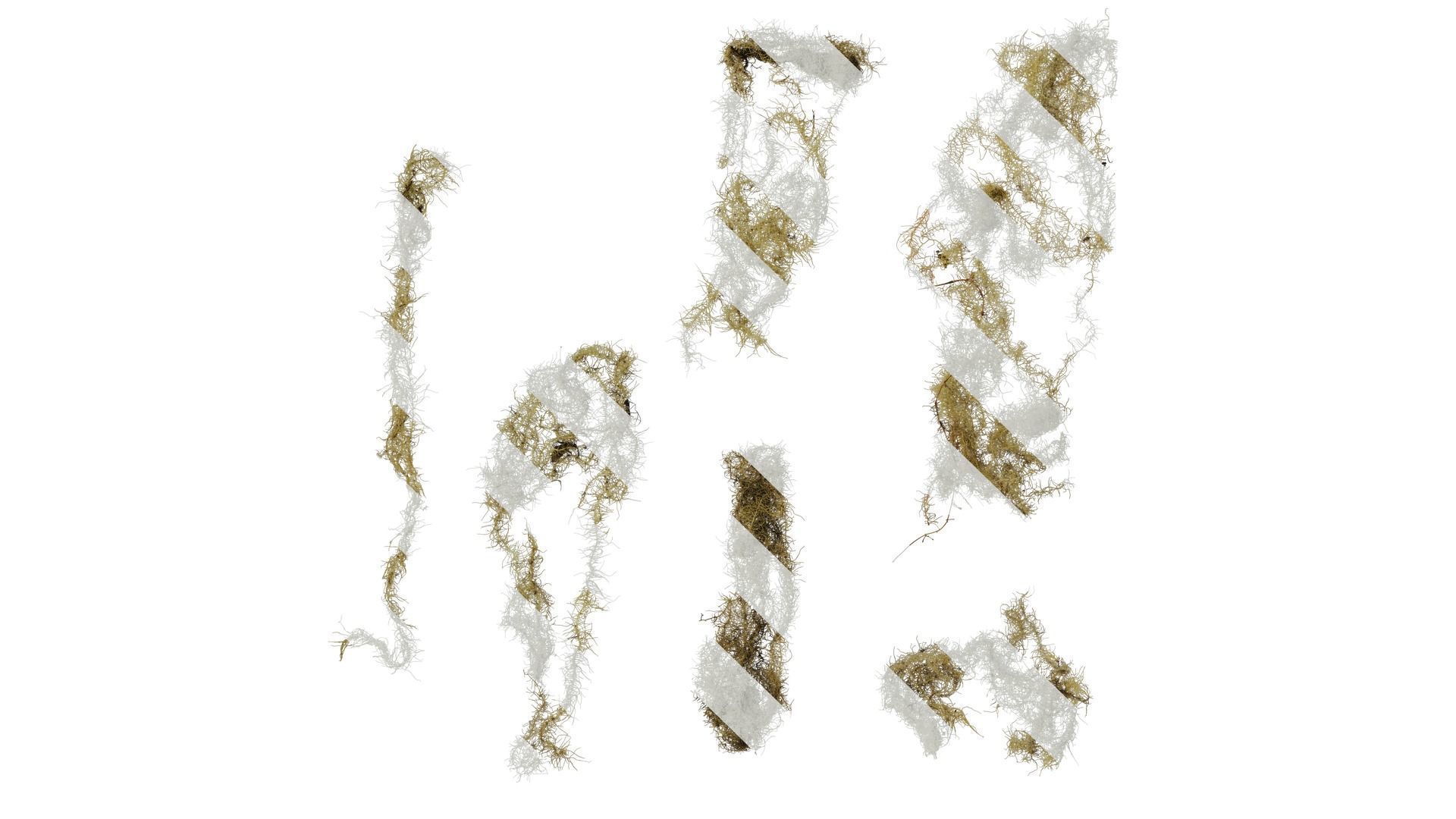 Anydrafts Bryophytes Atlas 11 Texture