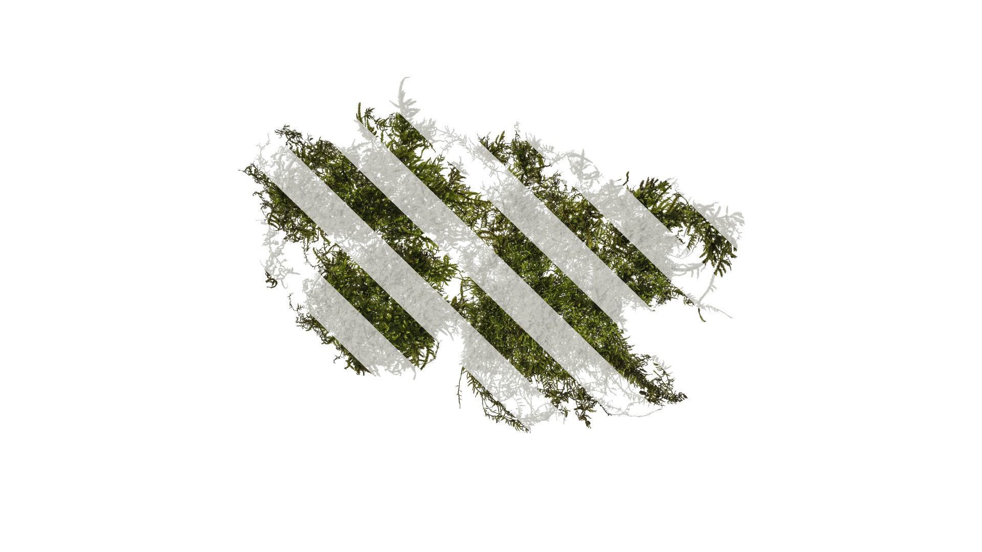Anydrafts Bryophytes Atlas 34 Texture
