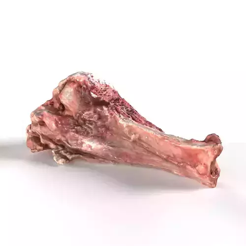Pork Leg Bone 3D model