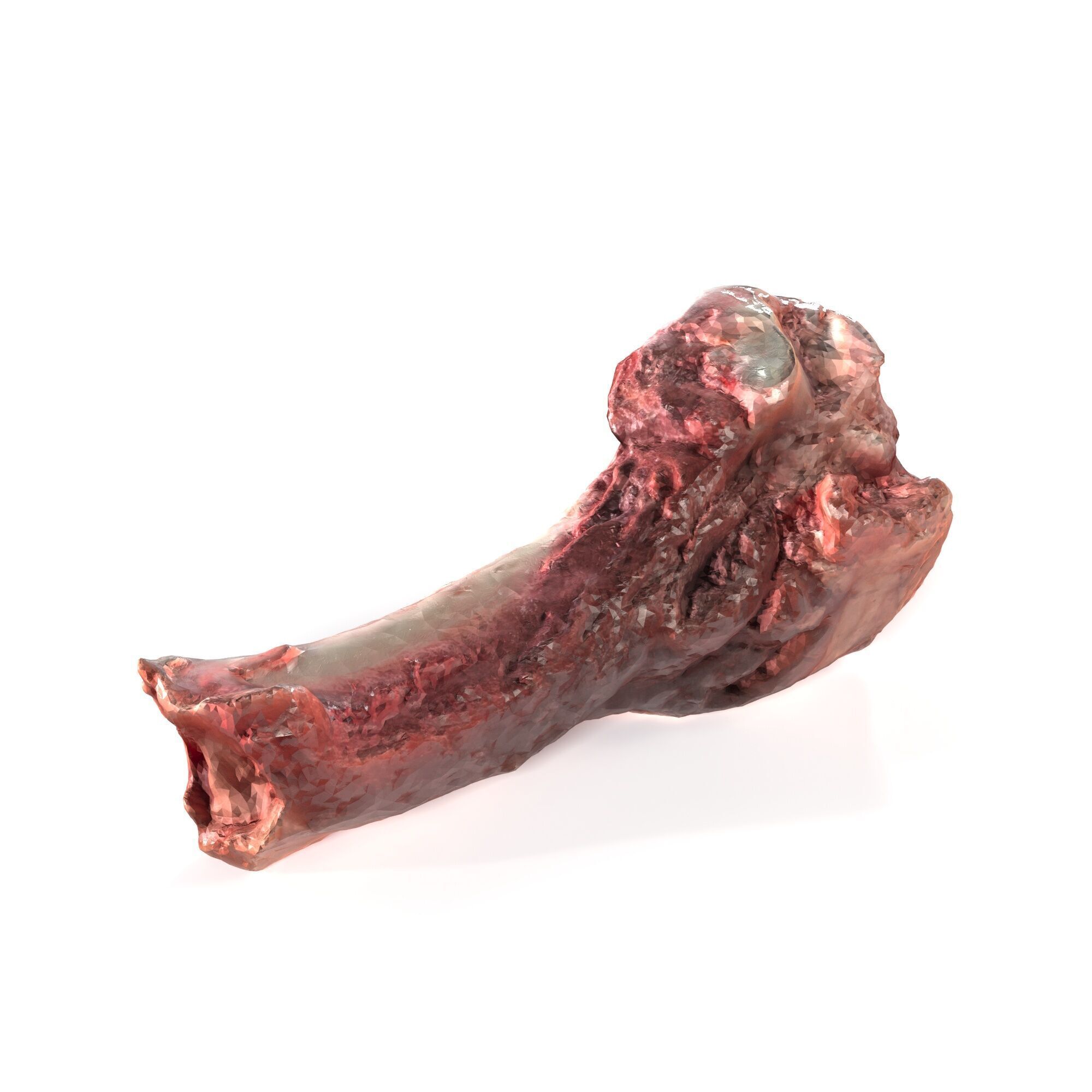 Pork Leg Bone 3D model_2
