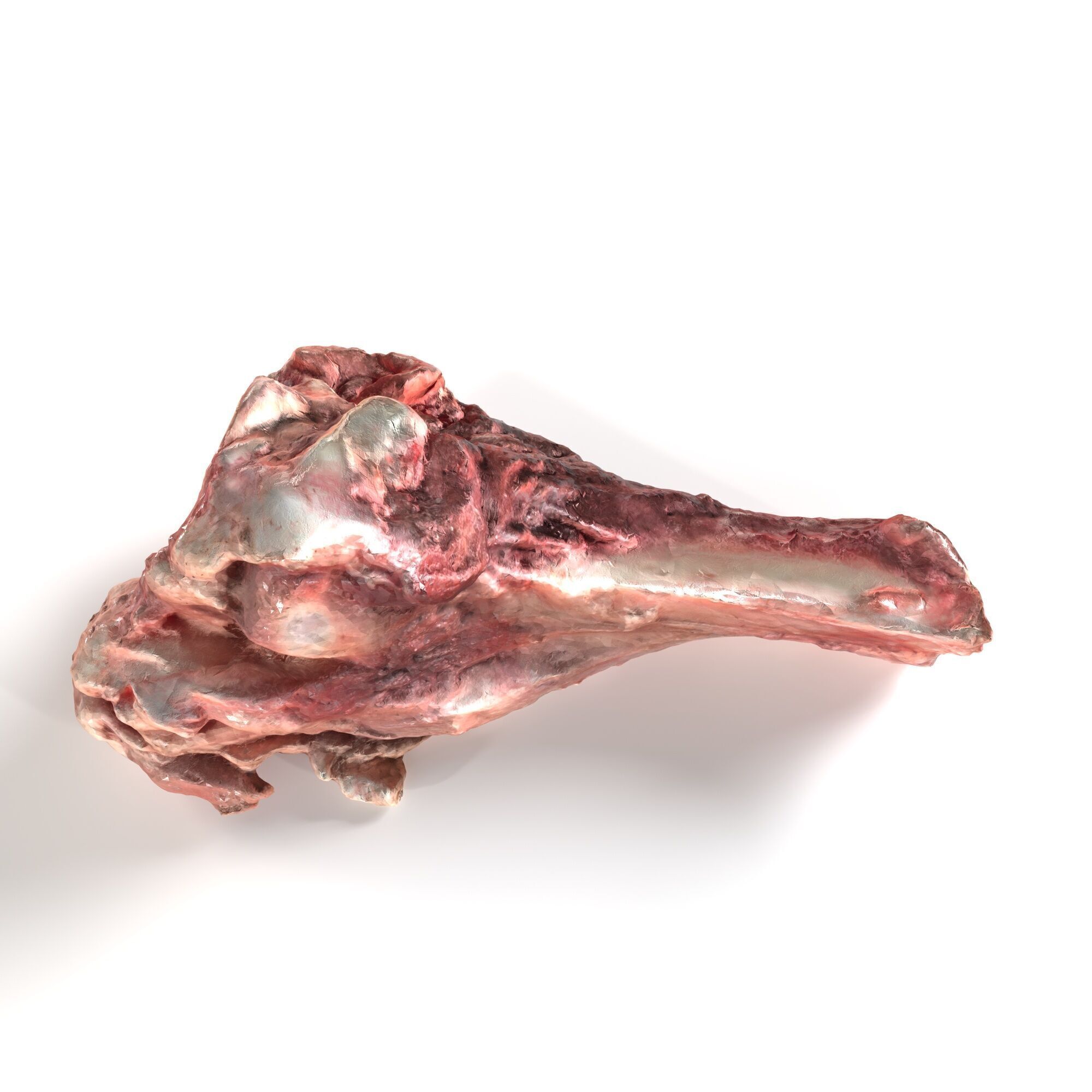 Pork Leg Bone 3D model_7