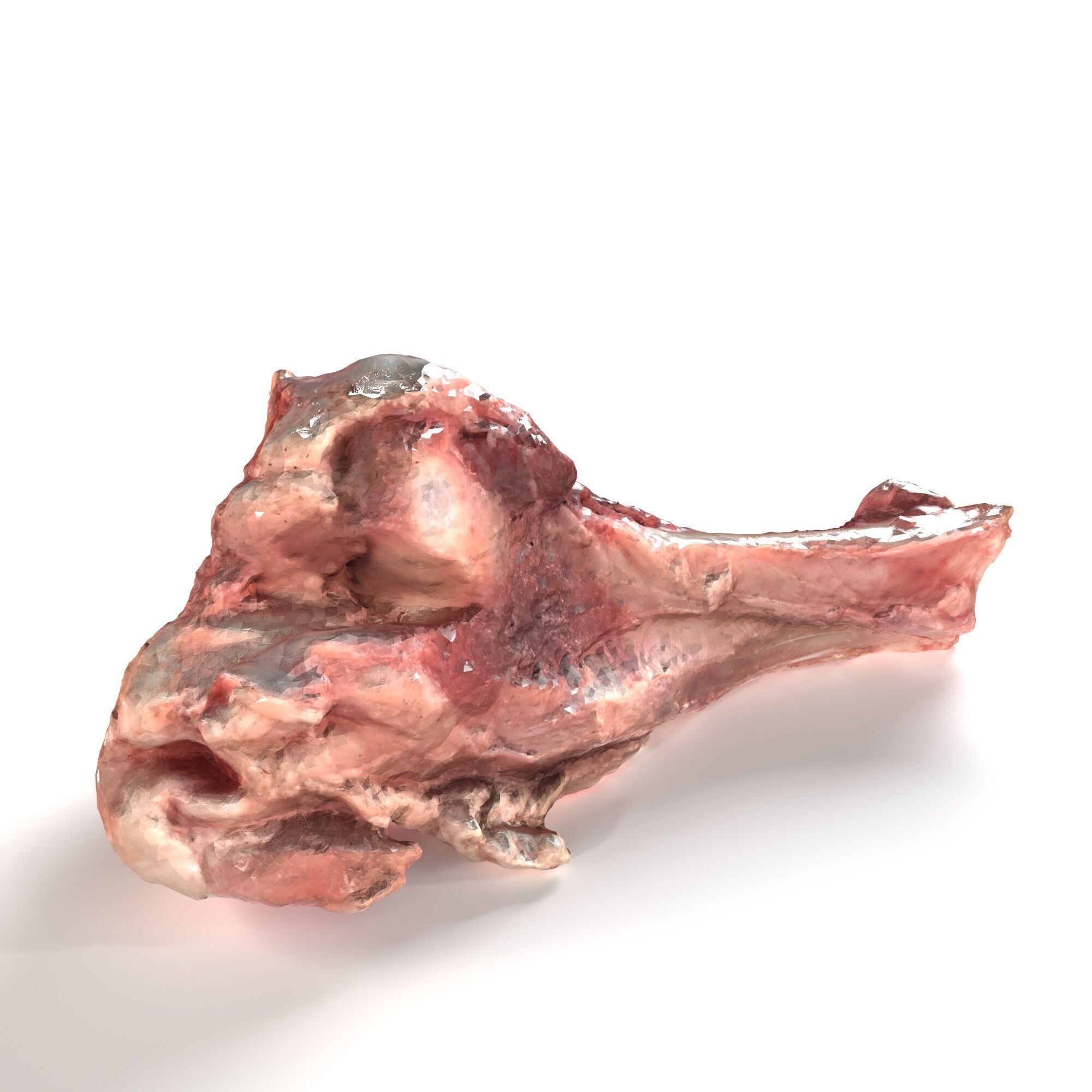 Pork Leg Bone 3D model_5
