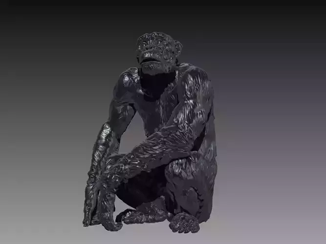 Sitting Chimpanzee