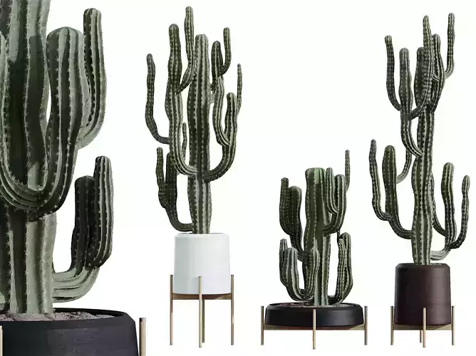 AV HousePlants Cactus Euphorbia Ingens Saguaro Peruvian 3D model