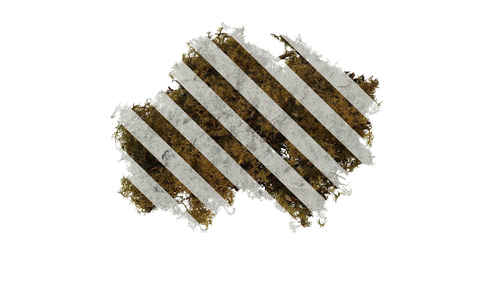 Anydrafts Bryophytes Atlas 76 Texture