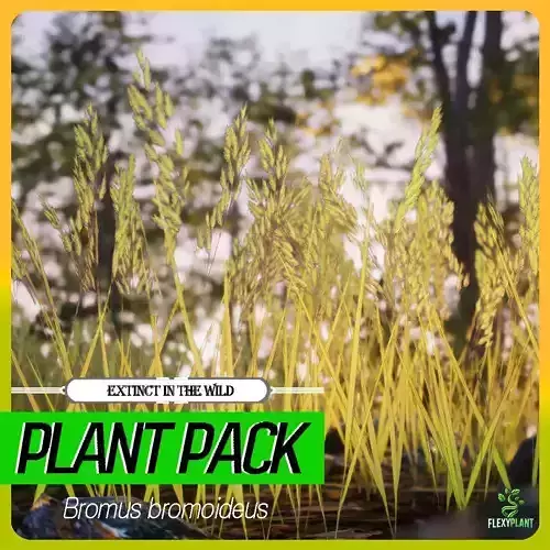 Extinct in the Wild Plant - 4 Bromus bromoideus Weed