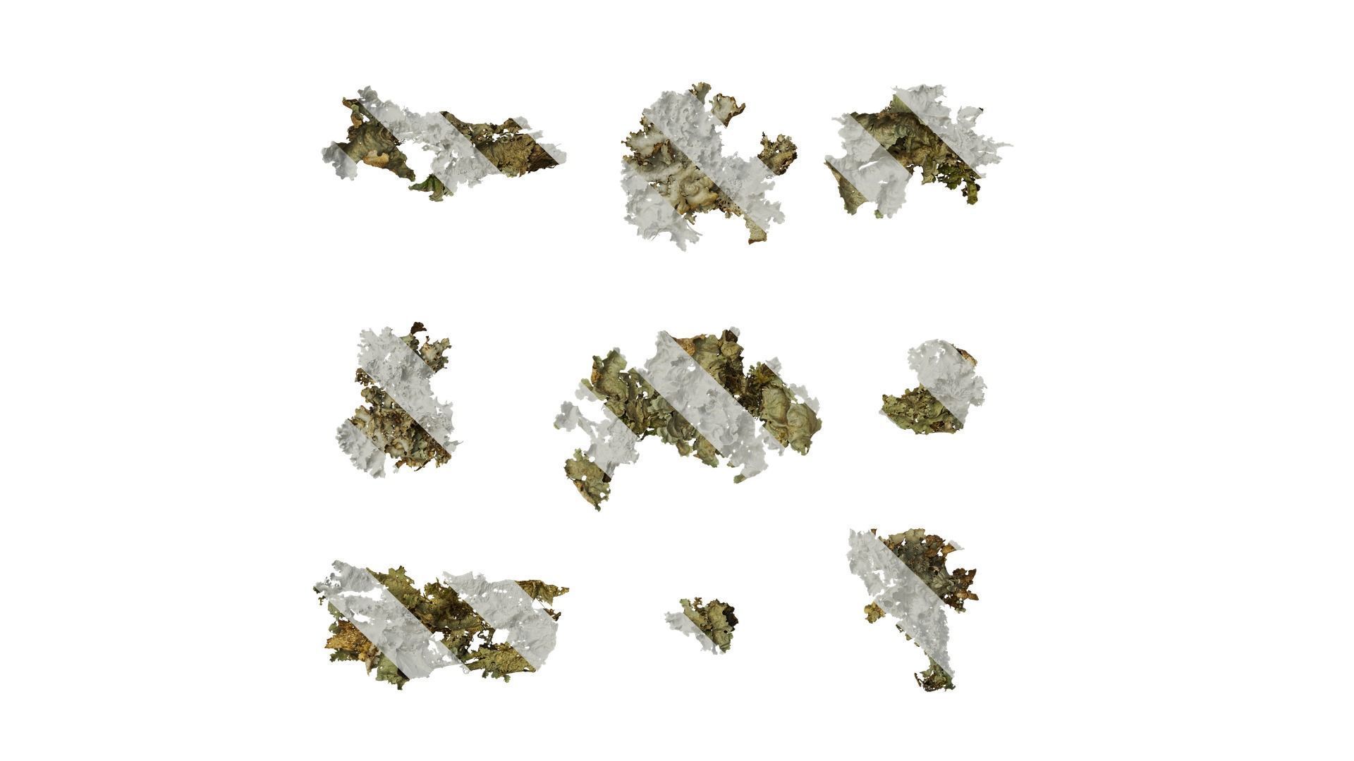 Anydrafts Bryophytes Atlas 81 Texture