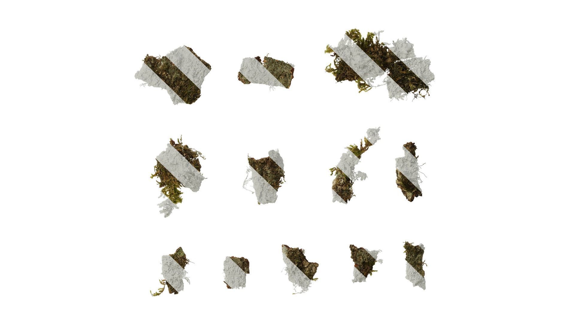 Anydrafts Bryophytes Atlas 83 Texture