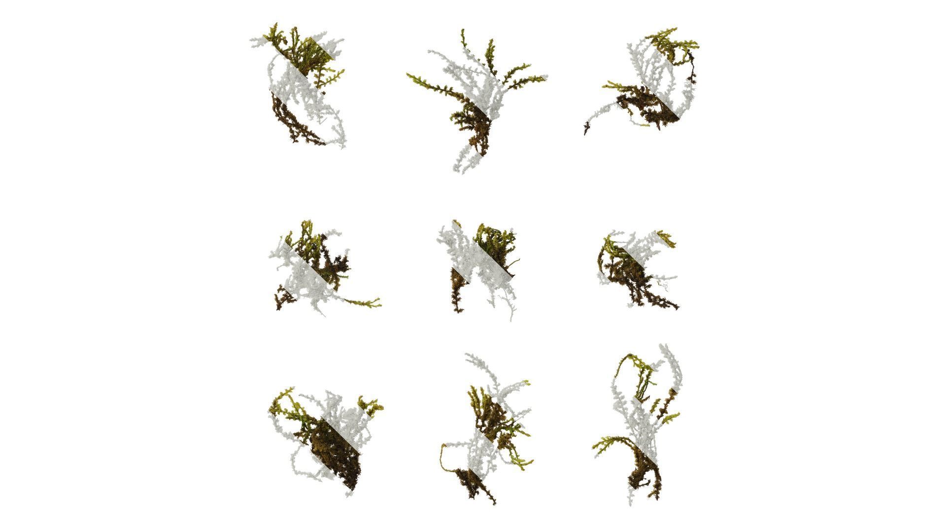 Anydrafts Bryophytes Atlas 86 Texture