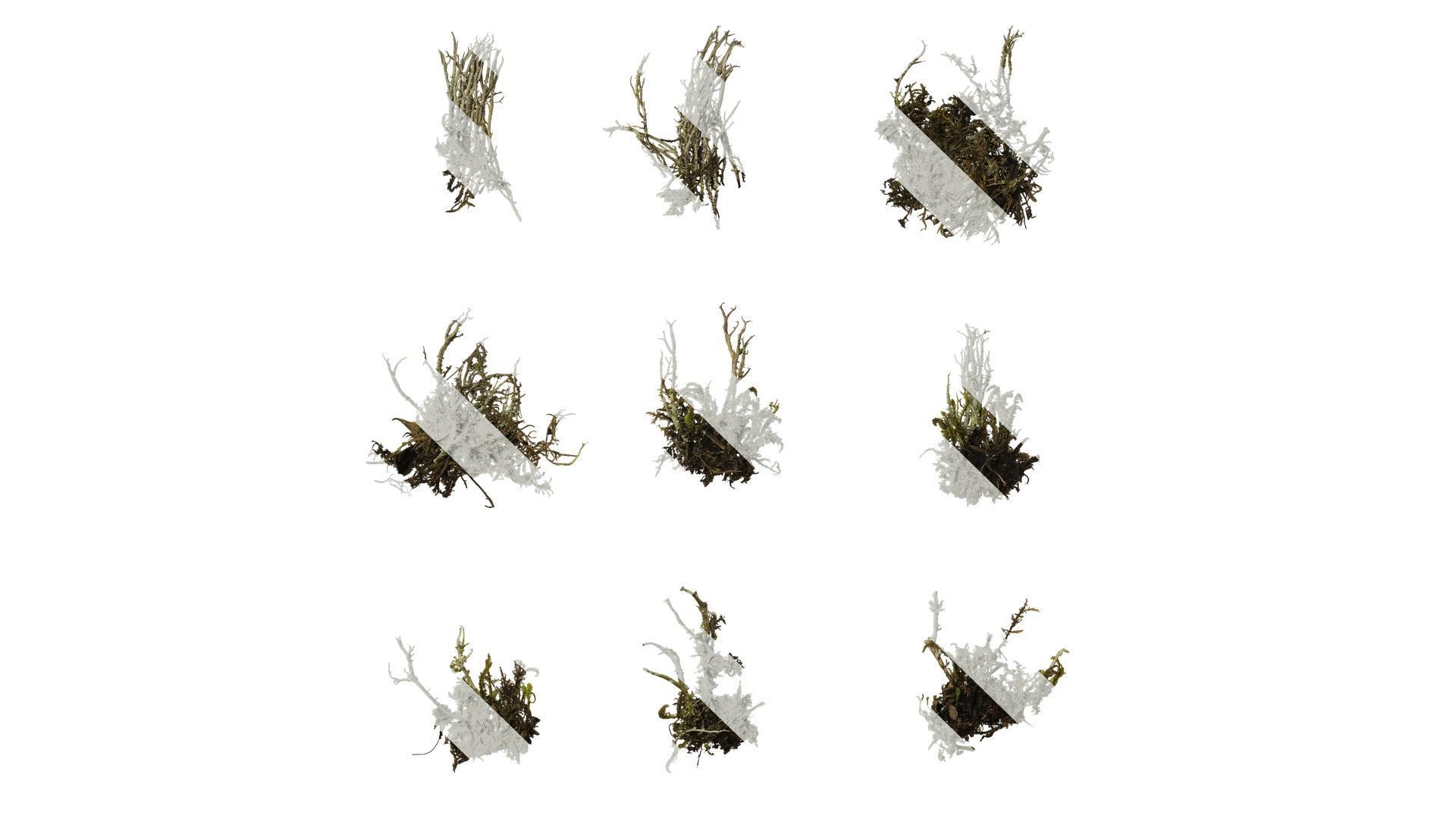 Anydrafts Bryophytes Atlas 87 Texture